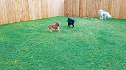 Grassy Areas for Potty Breaks