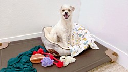 Grassy areas for potty breaks