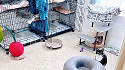 Cat Boarding