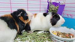 Boarding Guinea Pigs