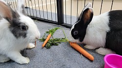 Boarding Guinea Pigs