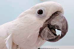 Boarding Cockatoo