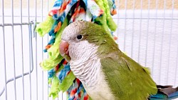 Boarding Quaker Parrot