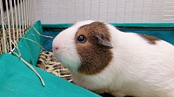Boarding Guinea Pig