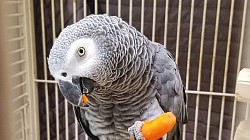 Boarding African Gray