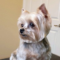 Yorkie Grooming