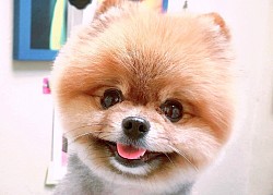 Pomeranian Grooming