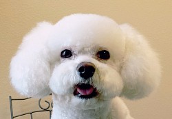 Asian Style Grooming