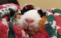 Guinea Pig Grooming