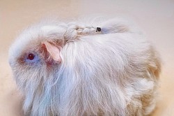 Guinea Pig Grooming