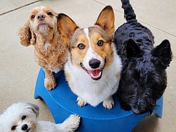 Doggie Daycare Fun