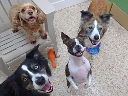 Doggie Daycare Fun