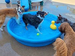Doggie Daycare Fun