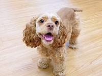 Spay Neuter Benefits